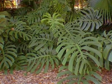 Монстера, Monstera