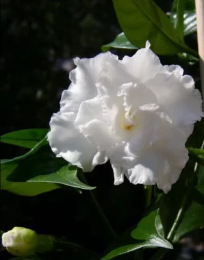 Табернемонтана корончатая, Tabernaemontana coronaria