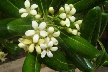 Питтоспорум Тибора или смолосемянник обыкновенный