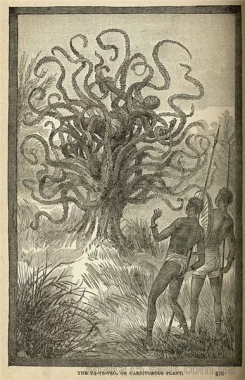 Мифы о хищных деревьях