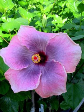 Как правильно ухаживать за гибискусом