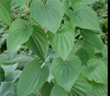 Диоскорея ниппонска, Dioscorea nipponica