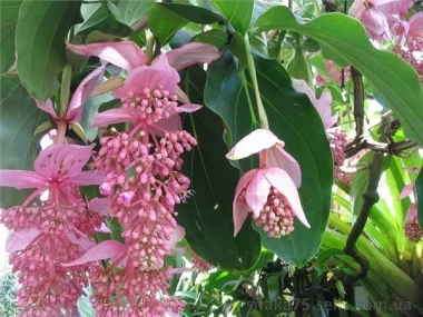 Мединилла, Medinilla magnifica