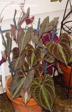 Диоскорея,  Ямс, Dioscorea