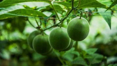 Архат, Siraitia grosvenorii