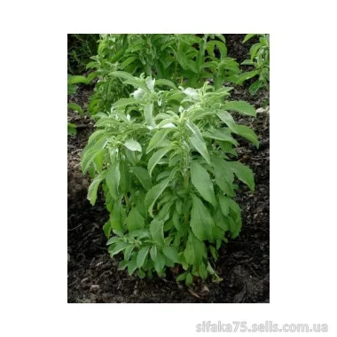 Стевия, Stevia