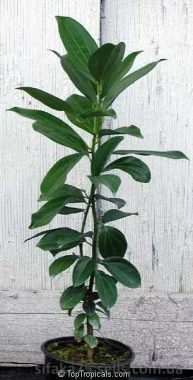 Коричное дерево, Кинамон, Cinnamomum verum