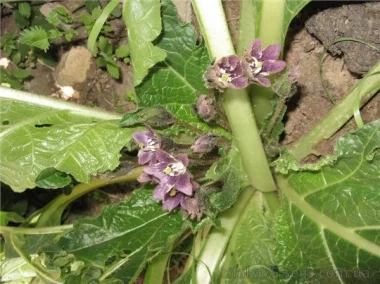 Мандрагора, Mandragora officinarum. Великая и ужасная волшебница