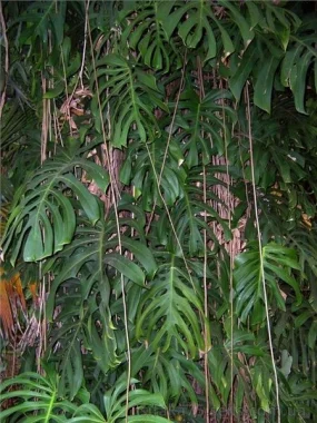 6 важных условий для успешного выращивания Монстеры