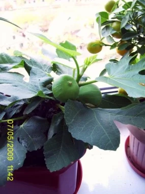 Инжир, Fícus cárica