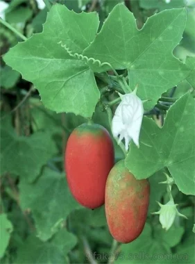 IVY GOURD CUTTING, Ковей Кай Кукамбер или Бимбика Кукамбер