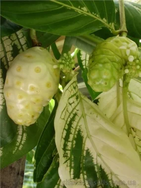 Дерево и плод Нони (Noni)