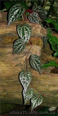 Перец украшенный,  Piper ornatum