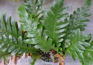 Необычные свойства растений