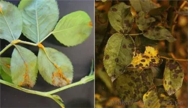 Ржавчина, ржавчинные грибы