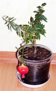 Гранат карликовый, Púnica granátum