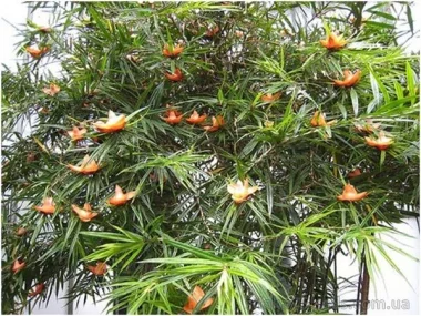 Фрейсинетия, Freycinetia arborea - экзотическая гостья