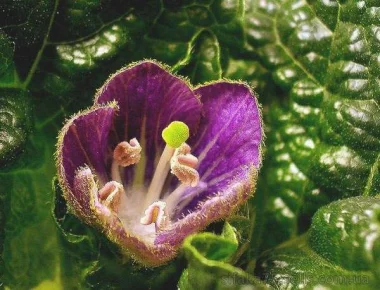 Как вырастить дома Мандрагору