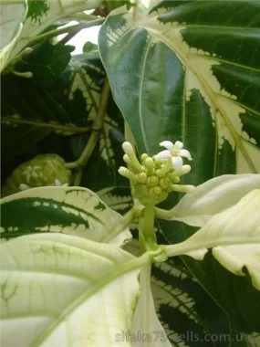 Morinda citrifolia, Моринда цитрусолистная,  Нони, Noni
