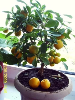 Уход за комнатными растениями во время отпуска