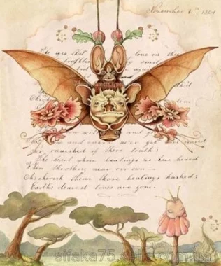 Такка Шантарье, Tacca Chantrieri