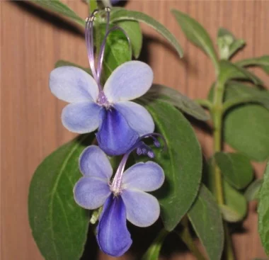 Клеродендрум, Clerodendrum