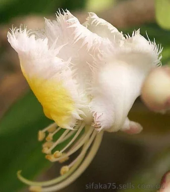 Хиптаже, Hiptage benghalensis, Мажхави - весница весны