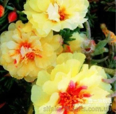 Желтый солнечный цветок, Эшшольция, Eschscholzia