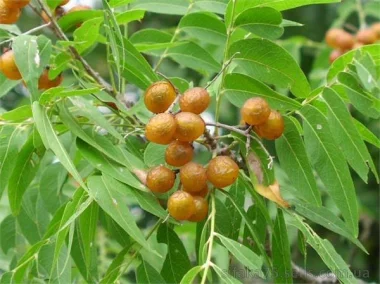 Сапиндус мыльный, Мыльное дерево, Sapindus saponaria