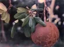 Ксилокарпус гранатовый, Пушечное ядро, Xylocarpus granatumкрупные