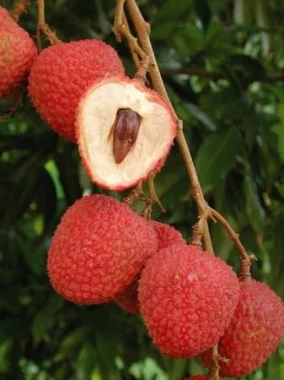 Личи китайский, Litchi chinensis