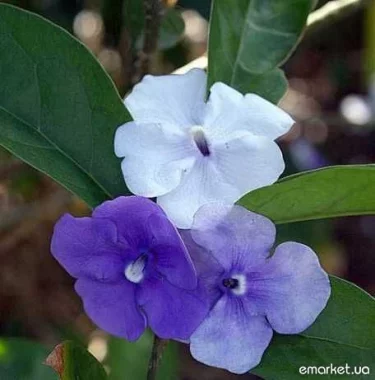 Брунфельсия, Brunfelsia