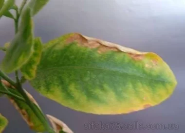 Примерный определитель дефицита или избытка питательных веществ у цитрусовых