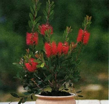 Каллистемон, Callistemon