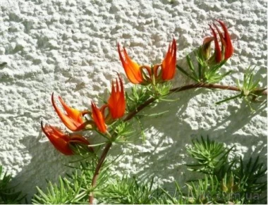 Самые редкие цветы в мире