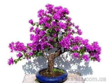 Бугенвиллия уход, размножение, возможные проблемы