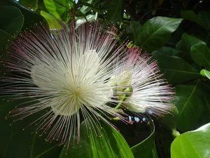 Баррингтония, Barringtonia asiatica