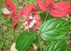 Муссенда Сандера, Mussaenda sanderiana