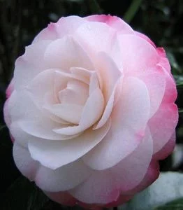 Камелия, Camellia, История, виды и сорта