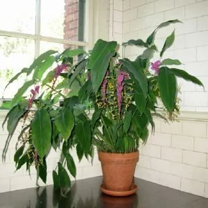 Глобба винитиа, Globba Winitii Violet