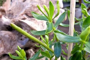 Peperomia congona, Перец-Корица