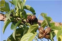 Арахис инков, Sacha Inchi, Сача Инчи, Ticazo