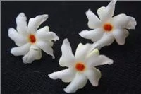 Индийское Дерево Грусти, Никантес, ночной жасмин, Nyctanthes arbor-tristis