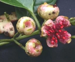 Siparuna eggersii, Сипаруна Испания. Лечебные свойства