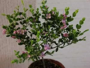 Борония, Boronia