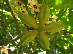 Кола блестящая, Кола культурная, Cola Nitida