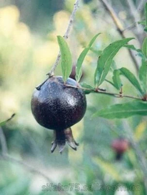 Гранат черный "Восьмой шар", Punica granatum  "Eight Ball"