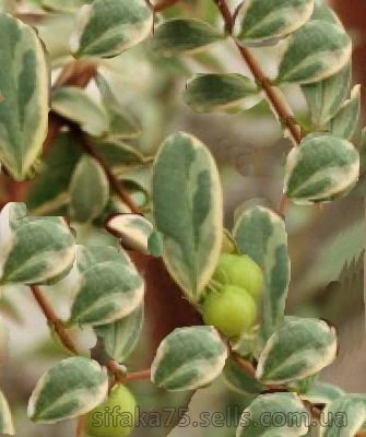 Мирт Угни факел, вариегатный,Ugni Flambeau