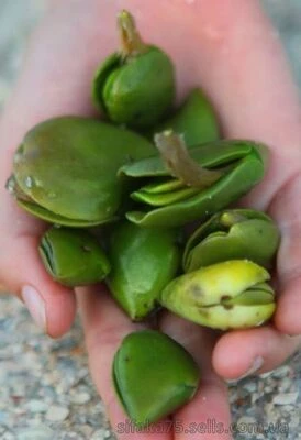 Черный мангр, Aviccenia germinans