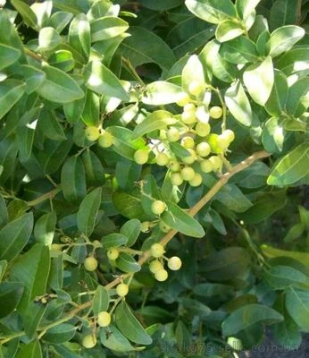 Севериния двурядная, Severinia disticha, Limonia disticha Blanco, Philippine box-orange